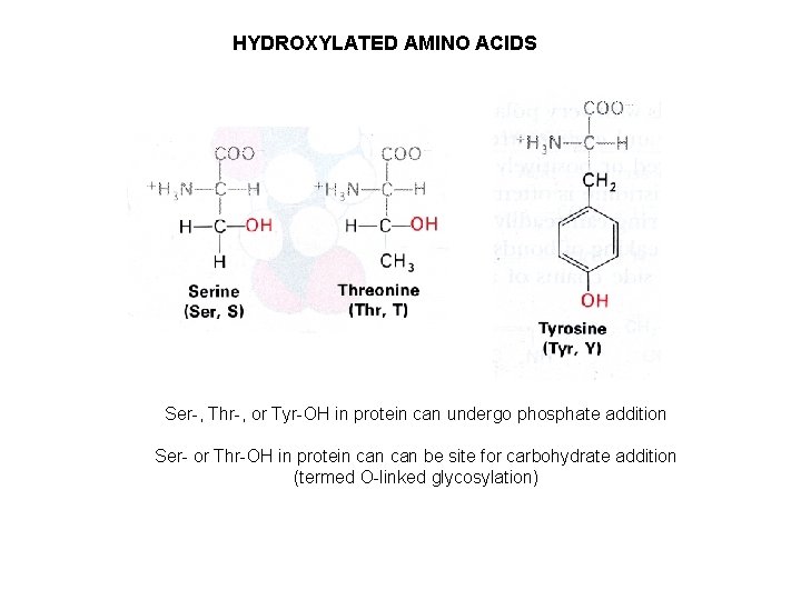 HYDROXYLATED AMINO ACIDS Ser-, Thr-, or Tyr-OH in protein can undergo phosphate addition Ser-