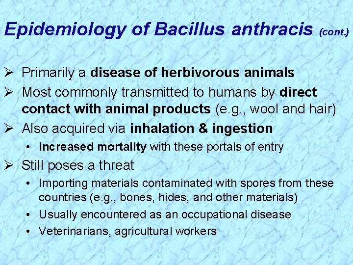 Epidemiology of Bacillus anthracis (cont. ) Ø Primarily a disease of herbivorous animals Ø Epidemiology of Bacillus anthracis (cont. ) Ø Primarily a disease of herbivorous animals Ø