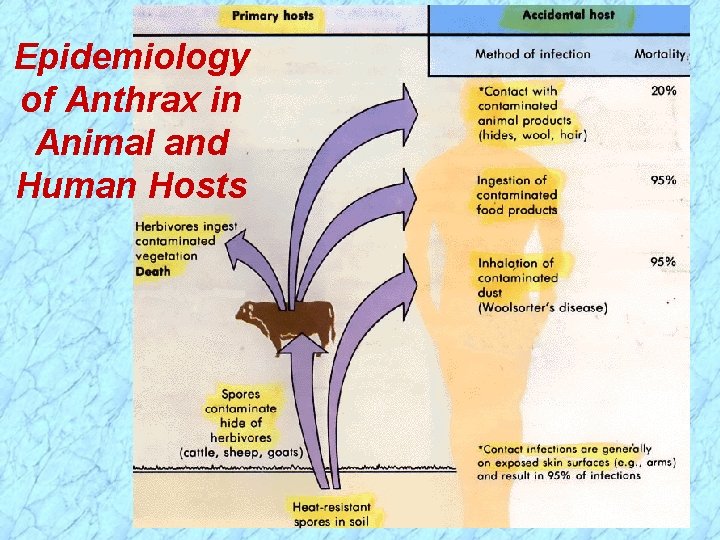 Epidemiology of Anthrax in Animal and Human Hosts Epidemiology of Anthrax in Animal and Human Hosts