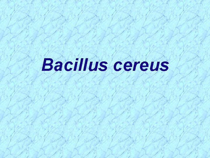 Bacillus cereus Bacillus cereus