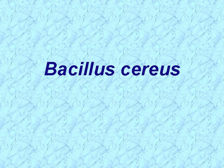 Bacillus cereus 