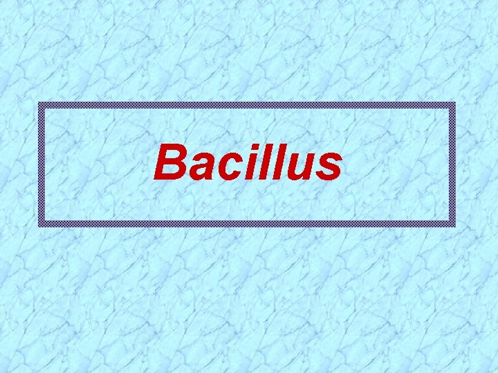 Bacillus 