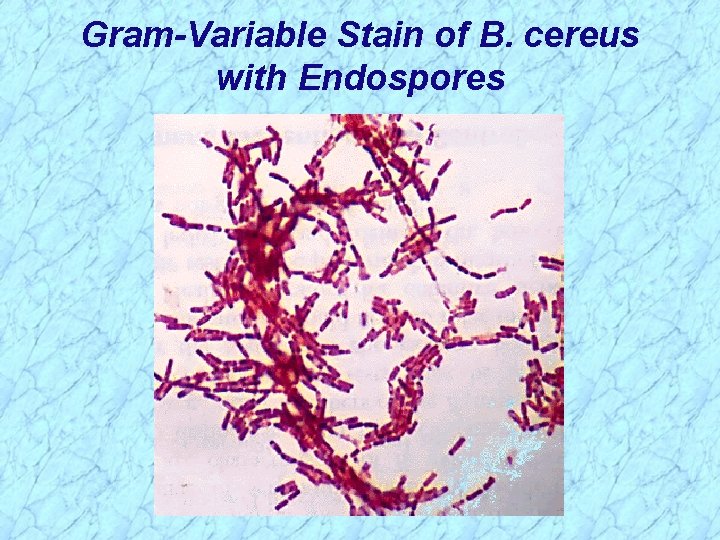 Gram-Variable Stain of B. cereus with Endospores Gram-Variable Stain of B. cereus with Endospores