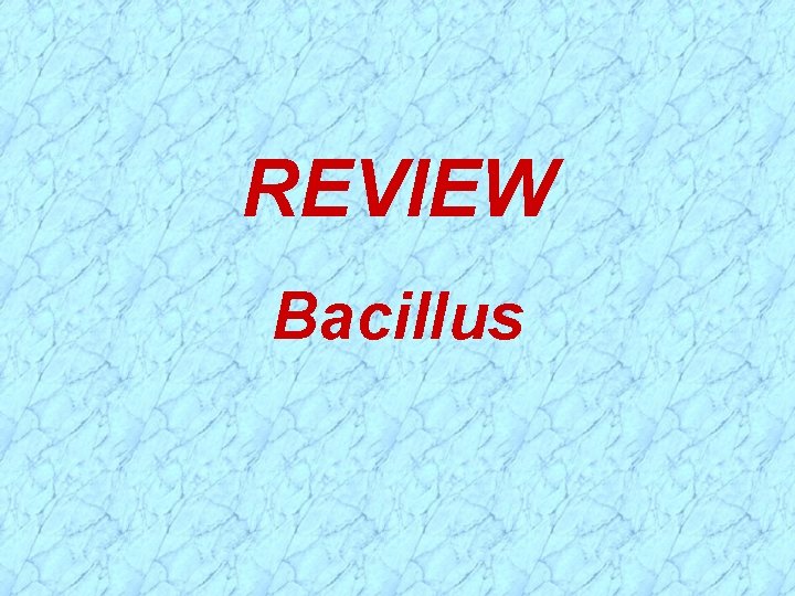 REVIEW Bacillus 