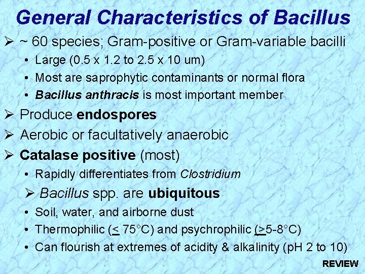 General Characteristics of Bacillus Ø ~ 60 species; Gram-positive or Gram-variable bacilli • Large