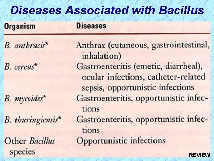 Diseases Associated with Bacillus REVIEW 