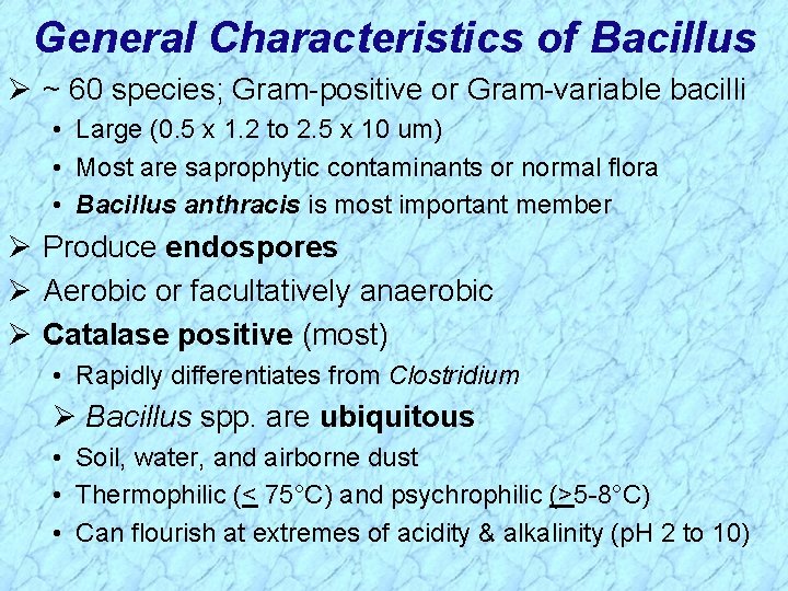 General Characteristics of Bacillus Ø ~ 60 species; Gram-positive or Gram-variable bacilli • Large