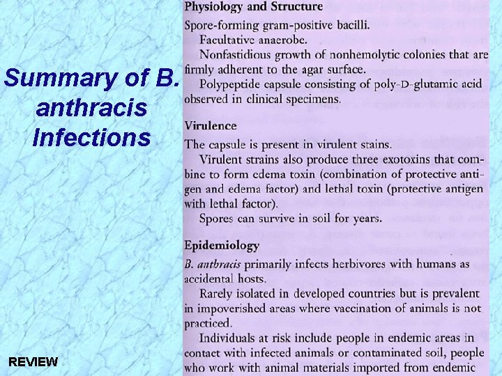 Summary of B. anthracis Infections REVIEW Summary of B. anthracis Infections REVIEW