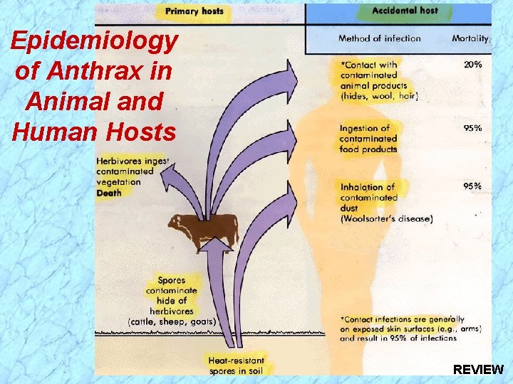 Epidemiology of Anthrax in Animal and Human Hosts REVIEW 