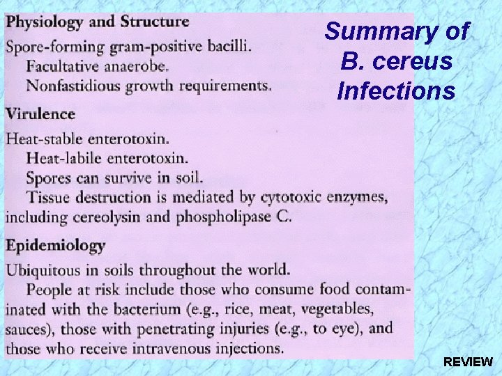 Summary of B. cereus Infections REVIEW Summary of B. cereus Infections REVIEW