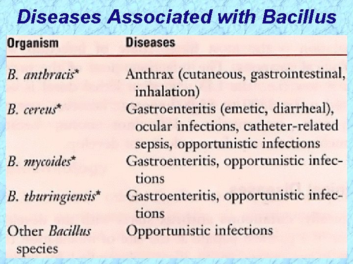 Diseases Associated with Bacillus 