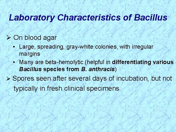 Laboratory Characteristics of Bacillus Ø On blood agar • Large, spreading, gray-white colonies, with