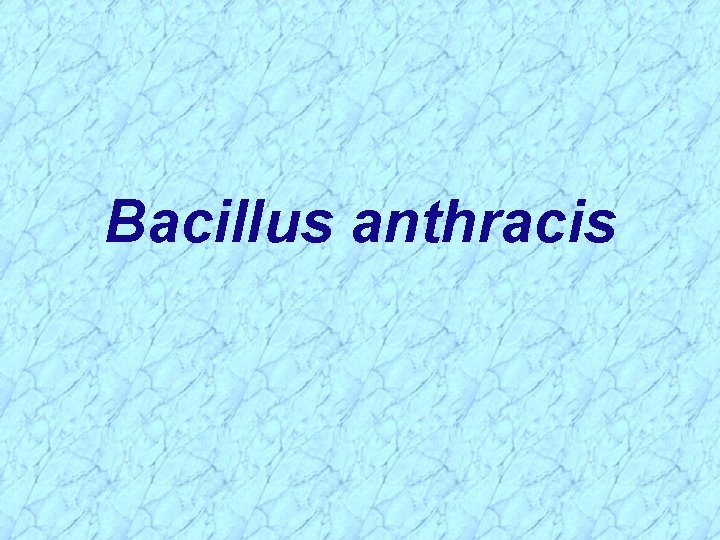 Bacillus anthracis 