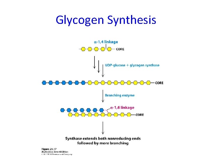 Glycogen Synthesis 