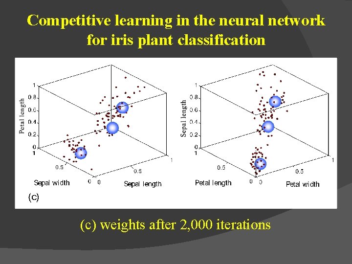 Competitive learning in the neural network for iris plant classification (c) weights after 2,