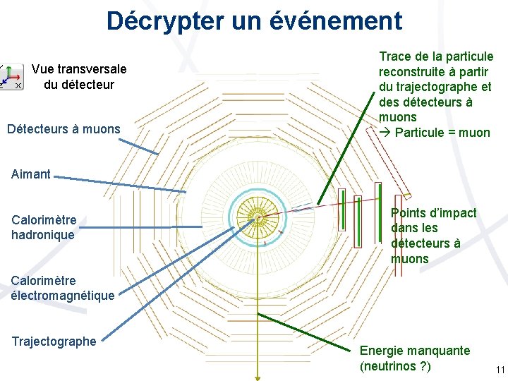 Décrypter un événement Vue transversale du détecteur Détecteurs à muons Trace de la particule