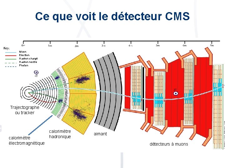 Ce que voit le détecteur CMS Muon Electron Hadron chargé Hadron neutre Photon Trajectographe