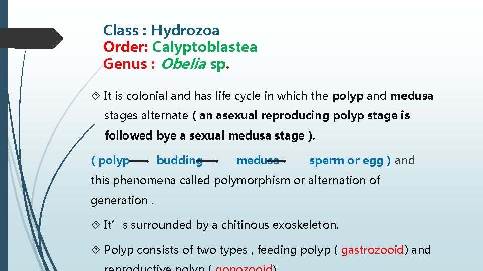Class : Hydrozoa Order: Calyptoblastea Genus : Obelia sp. It is colonial and has