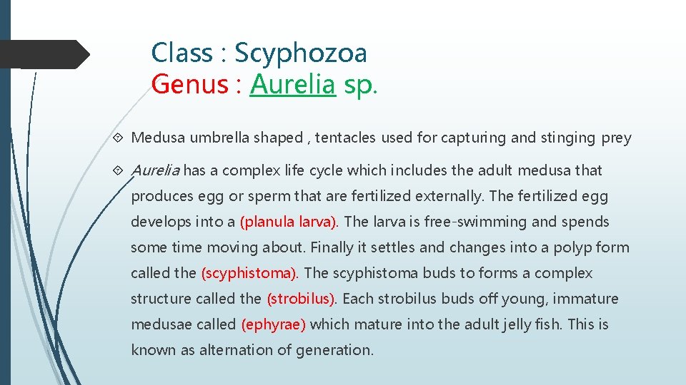 Class : Scyphozoa Genus : Aurelia sp. Medusa umbrella shaped , tentacles used for