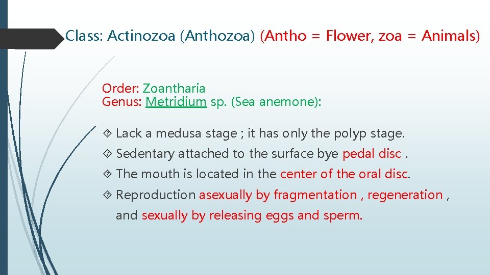 Class: Actinozoa (Anthozoa) (Antho = Flower, zoa = Animals) Order: Zoantharia Genus: Metridium sp.