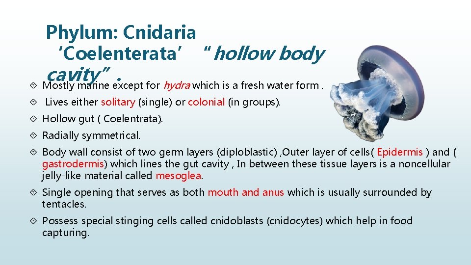 Phylum: Cnidaria ‘Coelenterata’“hollow body cavity”. Mostly marine except for hydra which is a fresh