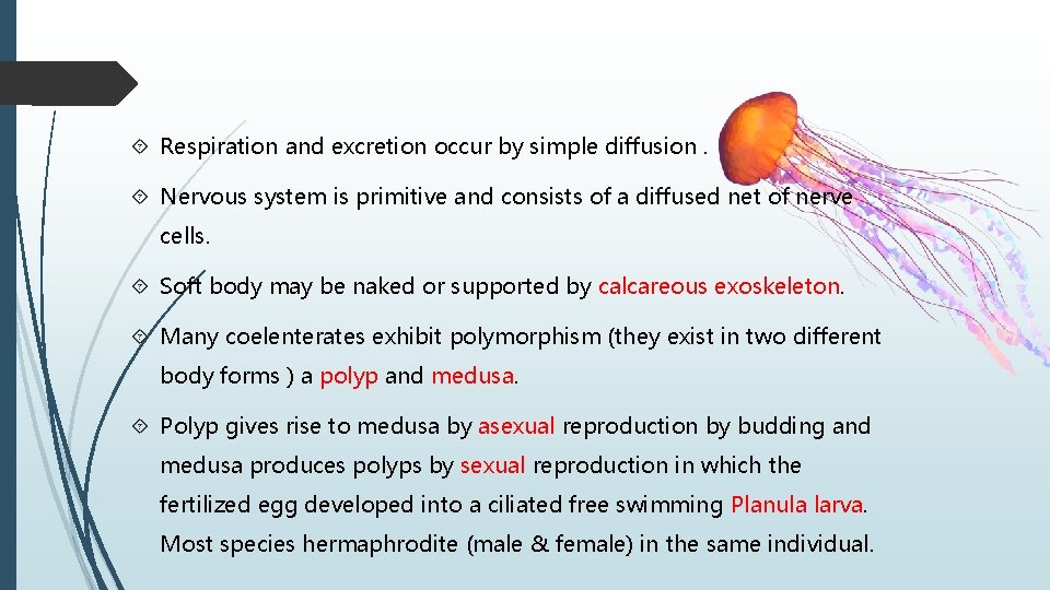  Respiration and excretion occur by simple diffusion. Nervous system is primitive and consists