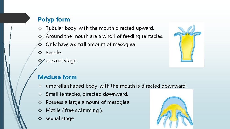Polyp form Tubular body, with the mouth directed upward. Around the mouth are a