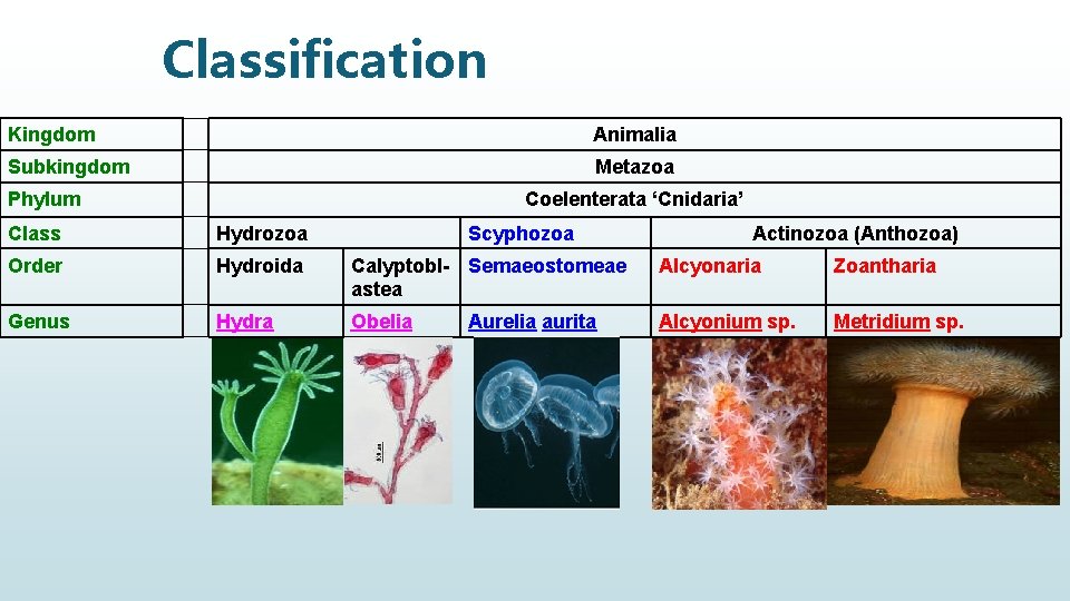 Classification Kingdom Animalia Subkingdom Metazoa Phylum Coelenterata ‘Cnidaria’ Class Hydrozoa Scyphozoa Order Hydroida Calyptobl-