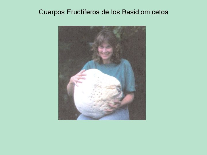 Cuerpos Fructíferos de los Basidiomicetos 