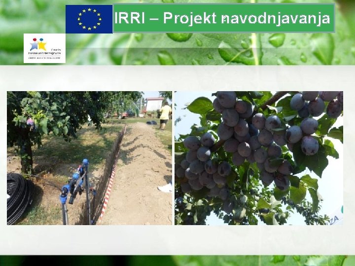 z IRRI – Projekt navodnjavanja 