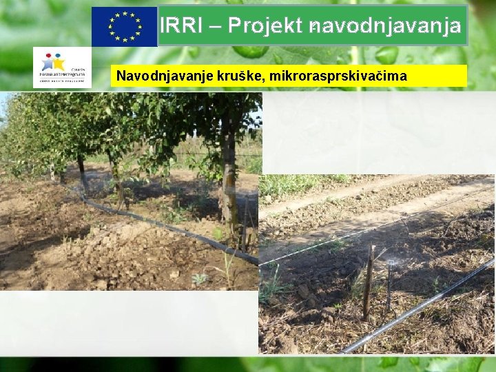 z IRRI – Projekt navodnjavanja Navodnjavanje kruške, mikrorasprskivačima 