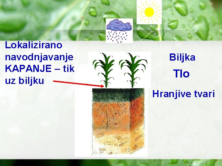 Lokalizirano navodnjavanje KAPANJE – tik uz biljku Biljka Tlo Hranjive tvari 