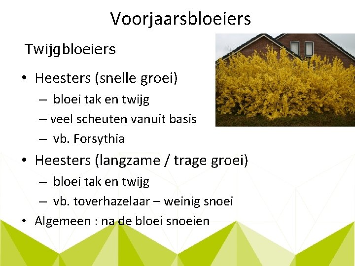 Voorjaarsbloeiers Twijgbloeiers • Heesters (snelle groei) – bloei tak en twijg – veel scheuten