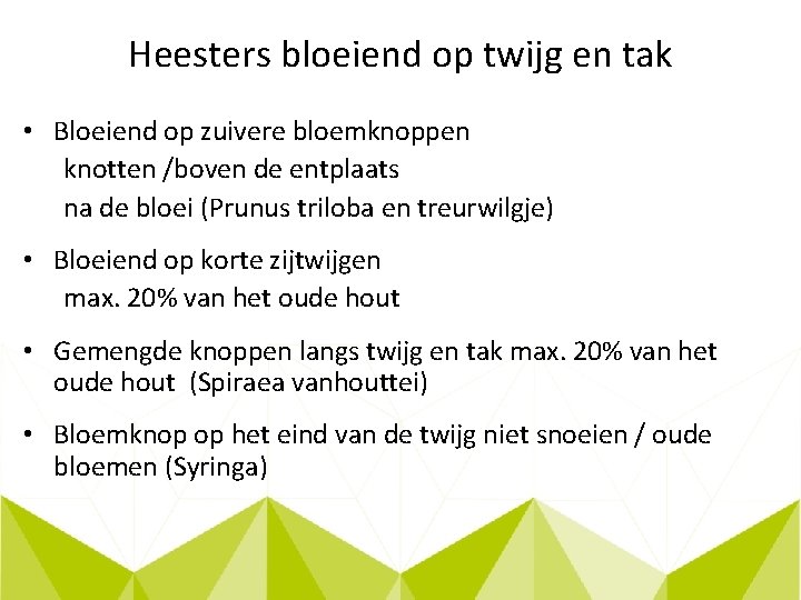 Heesters bloeiend op twijg en tak • Bloeiend op zuivere bloemknoppen knotten /boven de