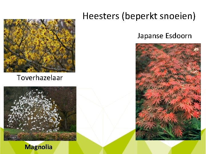 Heesters (beperkt snoeien) Japanse Esdoorn Toverhazelaar Magnolia 