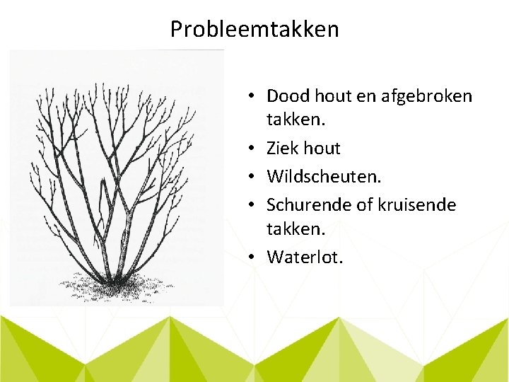 Probleemtakken • Dood hout en afgebroken takken. • Ziek hout • Wildscheuten. • Schurende