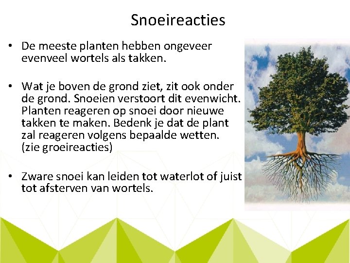 Snoeireacties • De meeste planten hebben ongeveer evenveel wortels als takken. • Wat je