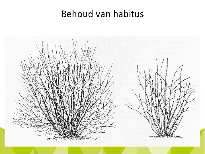 Behoud van habitus 