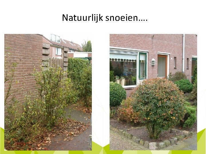 Natuurlijk snoeien…. 