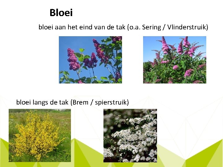 Bloei bloei aan het eind van de tak (o. a. Sering / Vlinderstruik) bloei