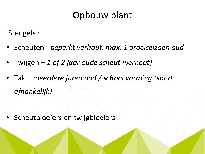 Opbouw plant Stengels : • Scheuten - beperkt verhout, max. 1 groeiseizoen oud •