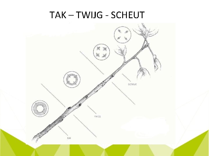 TAK – TWIJG - SCHEUT 