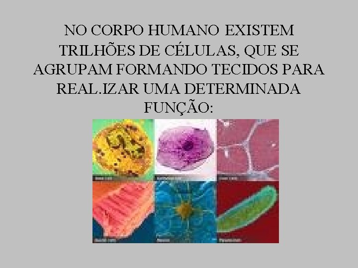 NO CORPO HUMANO EXISTEM TRILHÕES DE CÉLULAS, QUE SE AGRUPAM FORMANDO TECIDOS PARA REAL.