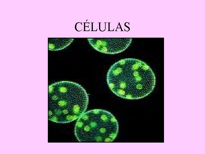 CÉLULAS 