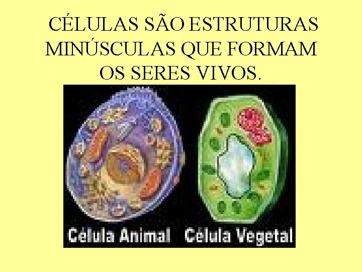 CÉLULAS SÃO ESTRUTURAS MINÚSCULAS QUE FORMAM OS SERES VIVOS. 