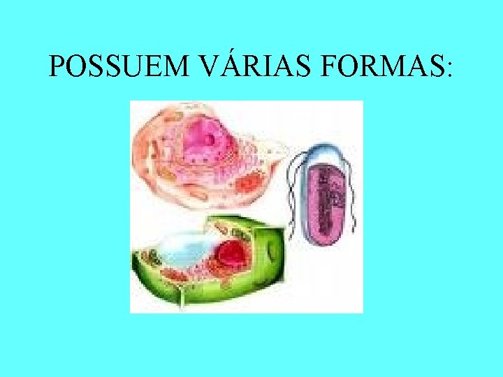 POSSUEM VÁRIAS FORMAS: 