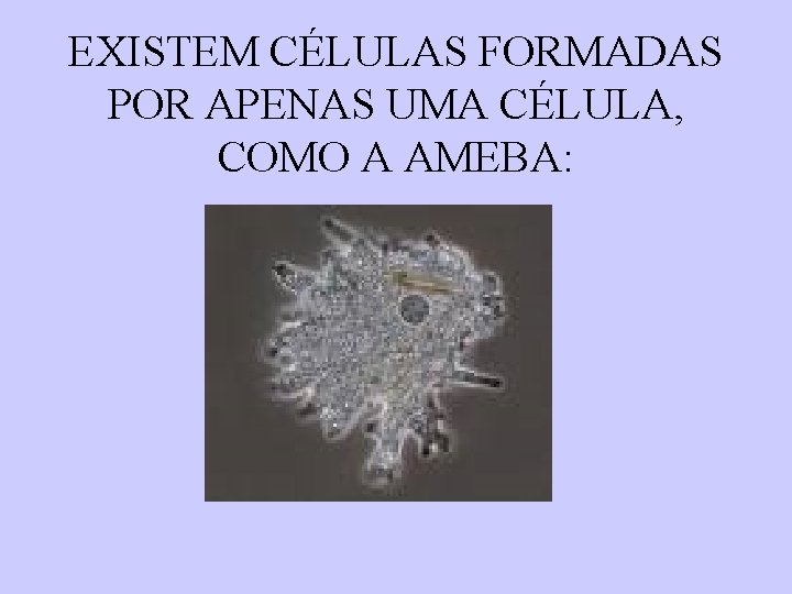 EXISTEM CÉLULAS FORMADAS POR APENAS UMA CÉLULA, COMO A AMEBA: 