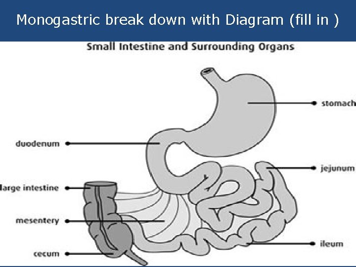 Monogastric break down with Diagram (fill in ) • Small Intestine • Its Job: