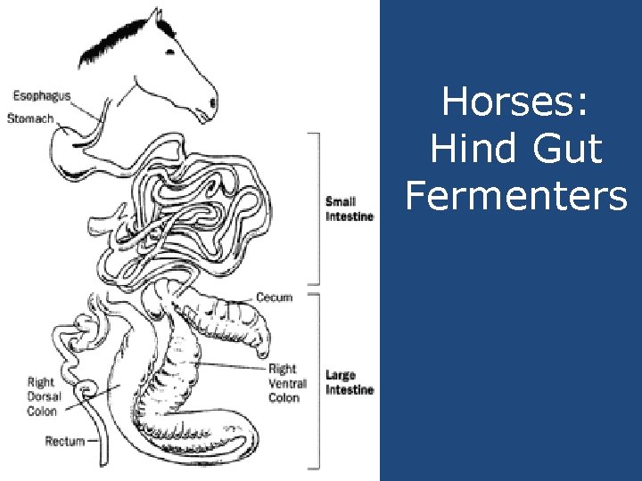 Horses: Hind Gut Fermenters 