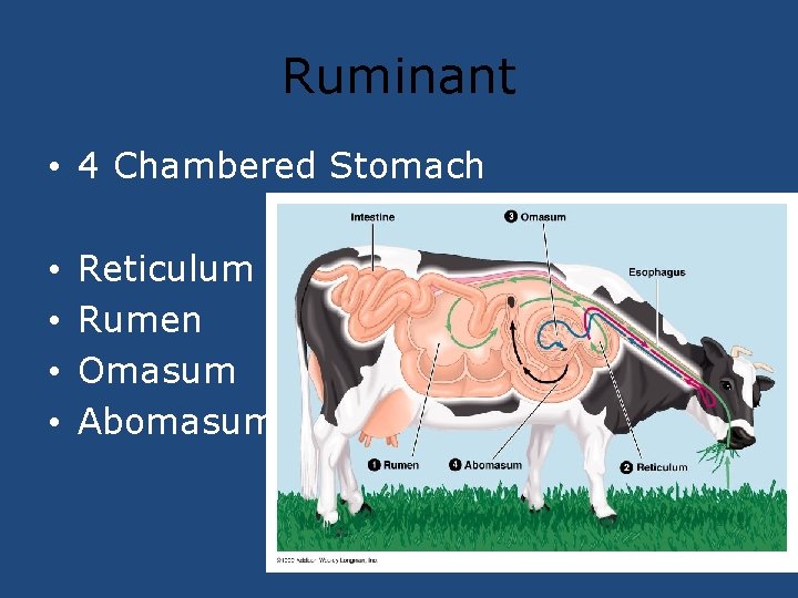 Ruminant • 4 Chambered Stomach • • Reticulum Rumen Omasum Abomasum 